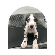 Our personalized, meticulous services focus on keeping your pets clean, safe and happy. Mobile Pet Grooming Miami Lakes Mobile Dog Grooming Hialeah Gardens