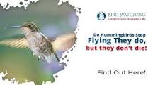 Image result for do hummingbirds always flap their wings