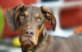 How about no pet at all?! Bizarrely Accurate Quiz Matches Your Personality With The Perfect Adoptable Dogs Barkpost