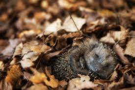 27 Photos Of Sleeping Animals Because We Ve All Had A Long And Exhausting Week Sleeping Animals Autumn Animals Cute Animal Pictures