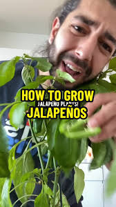 How to Use Chamomile Tea to Sprout Pepper Seeds