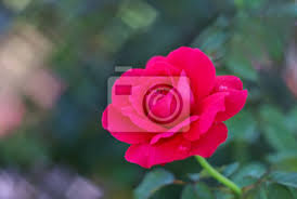 Butterfly and flower are so beautiful in the park in the nice moring one day. Rose Flower Pink Garden Red Nature Flowers Plant Love Leinwandbilder Bilder Blatt Romantisch Blatt Myloview De