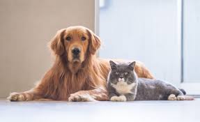 Evde Kedi Kopek Besleyenler Dikkat Iste Komsuluk Hukukuna Gore Evde Hayvan Besleme Kurallari Emlak Gundemi Emlak Bilgi Ve Haber Merkezi
