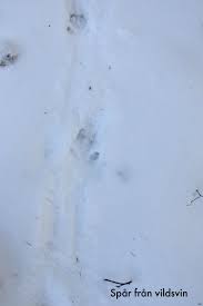 Fakta om vargen varg, euroasiatisk varg (canis lupus lupus). Manga Spar I Snon Likstammen