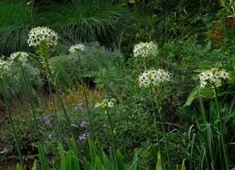 Image result for Ornithogalum seineri