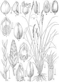 Image result for Leptochloa obtusiflora