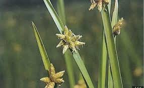 Image result for Schoenoplectiella mucronata