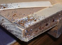 Image result for bed bugs eggs