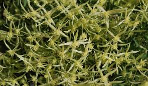 Image result for Clematis commutata