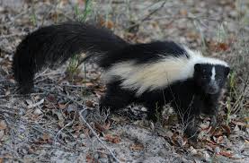 A small, black and white north american animal that makes a strong, unpleasant smell as a…. Skunk Removal Birds Do It Bees Do It Skunks Do It Too Abc Humane Wildlife Control And Prevention