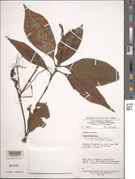 Image result for Polyspatha paniculata