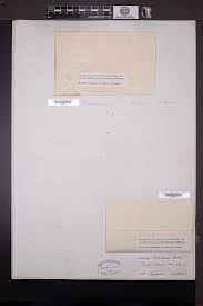 Image result for Amaranthus praetermissus