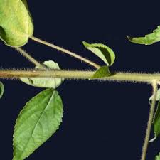Image result for Acalypha caperonioides