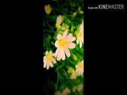 Alat musik tradisional ini juga mempunyai nada satu oktaf lebih tinggi ketimbang demung, walaupun pada fisiknya terlihat lebih kecil. Guyon Waton Perlahan Youtube