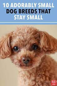 10 adorably small dog breeds that stay small puppies that stay small small dogs for kids cute small dogs
