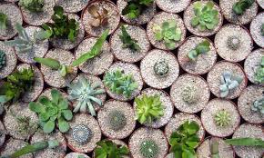 You can make your own from regular potting soil by. Cactus Soil Everything You Need To Know Epic Gardening