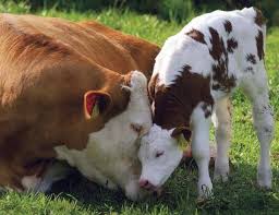 Caption Wednesday Baby Cows Animals Beautiful Cute Cows