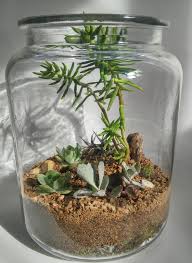 Large Succulent Terrarium By Glass Gardens Cape Town Terrarios Jardines Suculentas