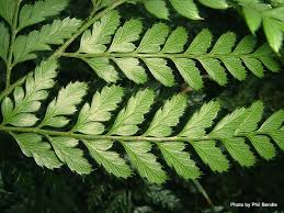 Image result for Arachniodes webbiana