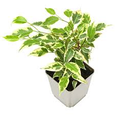 Image result for Ficus benjamina