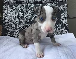 We did not find results for: Merle Pitbull Is This Unusually Colored Dog Right For You