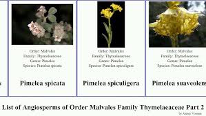 Image result for Gnidia burchellii