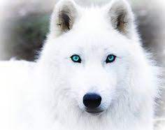 Allmodern.com has been visited by 100k+ users in the past month 33 Best White Wolves With Bright Blue Eyes Ideas White Wolf Beautiful Wolves Wolf With Blue Eyes