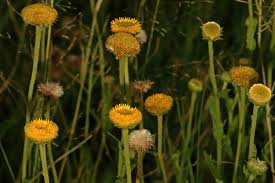 Image result for Eschenbachia stricta