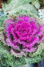 If the plants become dormant because of extended periods of cold weather, they will often go to seed, or bolt, when growth resumes. Flowering Kale Cabbage Incredible Fall Plants With Stunning Beauty