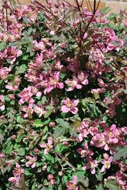 We did not find results for: Clematis Montana Broughton Star Emerald Plants