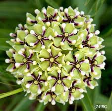 Pin On Nature