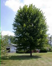 Landscapers Favorite Trees The Good The Bad And The Ugly