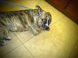 Maybe you would like to learn more about one of these? Fremont Veterinary Clinic 2223 E Fremont St Stockton Ca 95205 Usa