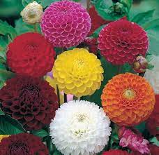 Bibitbunga Com Flower Seeds Growing Dahlias Dahlia