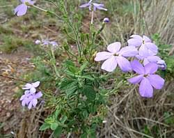 Image result for Buchnera chimanimaniensis