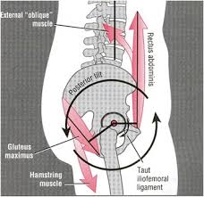 Start studying posterior hip and pelvic muscles. Posterior Pelvic Tilt Or Straighten Your Back The Calisthenics School