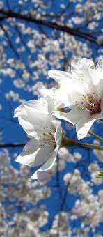 Works Of Charles Darwin The Works Of Charles Darwin Volume 4 Paperback Beautiful Flowers Flowers White Flowers