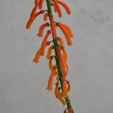 Image result for Kniphofia thomsonii