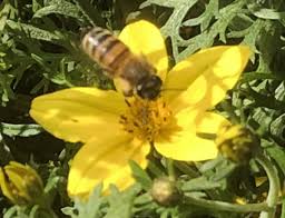 If you don't have much experience growing herbs. Bee Hive Removal And Beekeepers Near Dallas Texas Honey Bee Rescue