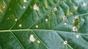 Maybe you would like to learn more about one of these? Brown Spots On Houseplant Leaves Causes And Solutions Smart Garden Guide