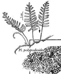 Image result for Polypodiaceae