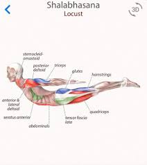Pin By Juan Rossi On Yoga Poses Yoga Anatomy Yoga Muscles Yoga Benefits