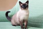 Siamese cat - Wikipedia