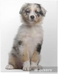 Search only for australien shepherd Poster Blue Merle Australian Shepherd Welpen 10 Wochen Alt Sitzt Pixers Wir Leben Um Zu Verandern