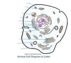 When a cell structure is worn out or defective, which organelle is. Questions And Answers On Labeled Unlebled Diagrams Of A Human Cell Caterpillar Labelled Diagram Full Hd Version Labelled Diagram Lyla Diagram Origineworkingaussies Fr Cleburnetexas Wall