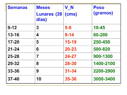 Cuanto hay que andar para bajar de peso. Periodo Fetal Ppt Video Online Descargar