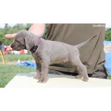 Image result for slovenský ohař hrubosrstý