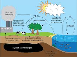 The Carbon Cycle Shmoop Biology Carbon Cycle Science Photosynthesis