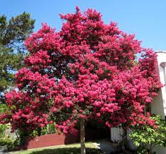Popular blooms include pink, white, red, watermelon red, and purple. Uncategorized Archives Page 2 Of 2 Arbormax Tree Service