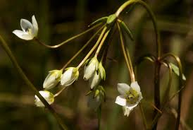 Image result for Swertia welwitschii